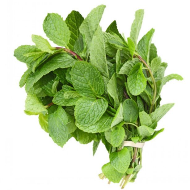 FRESH MINT 120GRAM