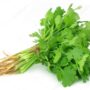 FRESH CORIANDER 100GRAM