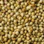 CORRIANDER SEEDS 500GM