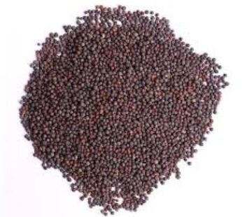BLACK MUSTARD SEED 100GRAM X 5 PACKS
