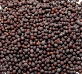 MUSTURD SEEDS FINE 100GM