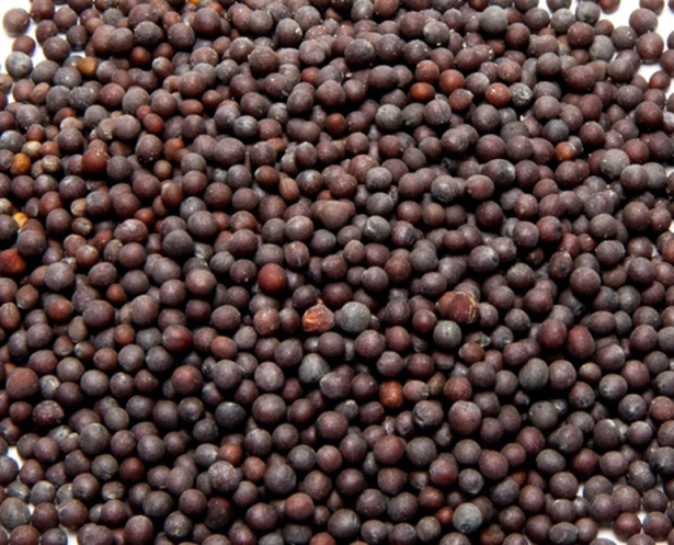 MUSTURD SEEDS FINE 100GM